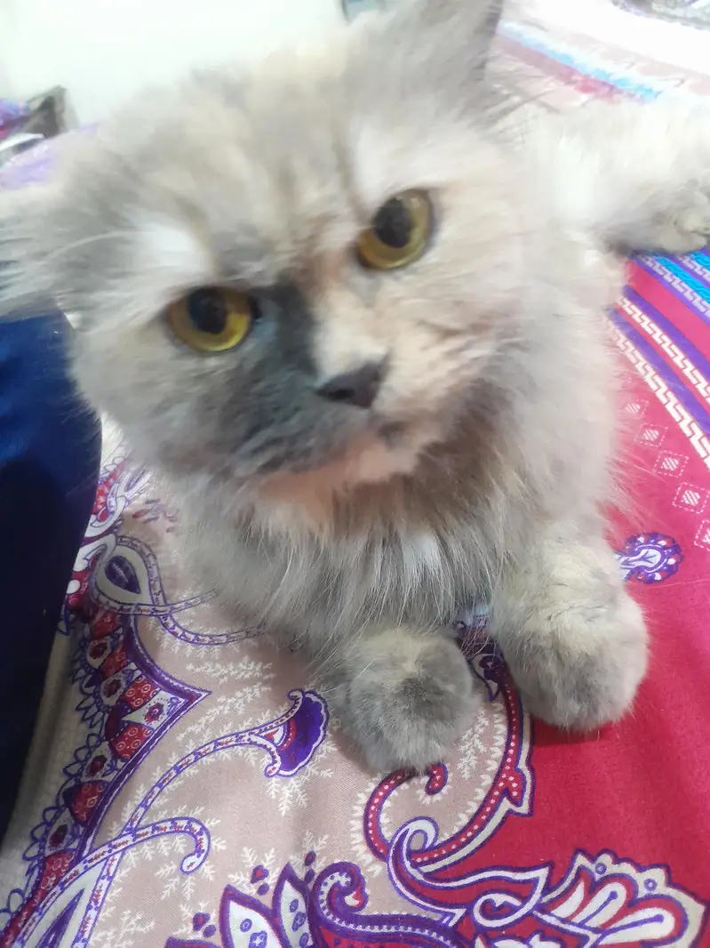  Premium Persian Cat For Adoption / Sale  — photo 6