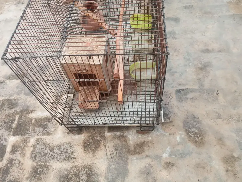 Parrot cage for sale — photo 3