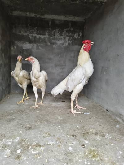 for sale