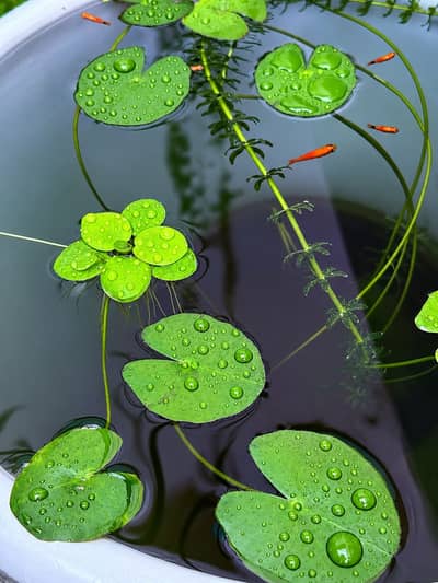 Aquatic Plants & Fishes
