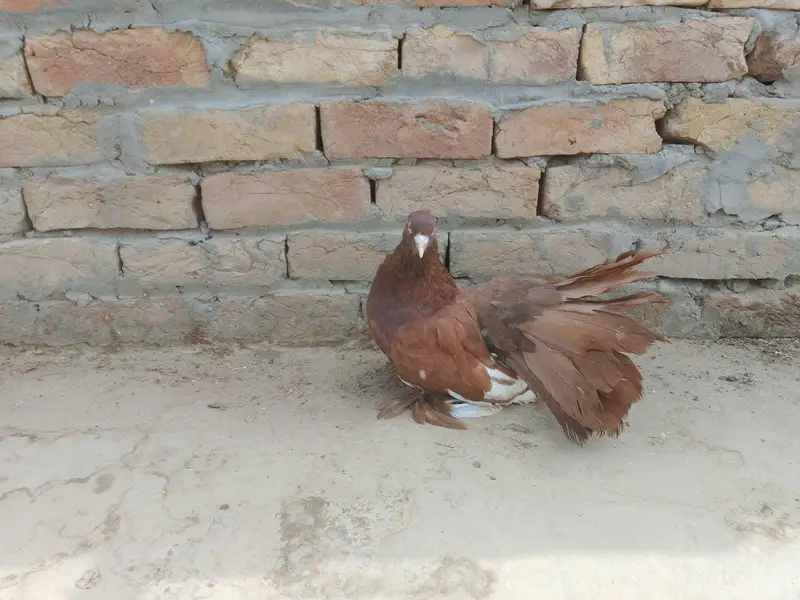 American red fantail pigeon — photo 2