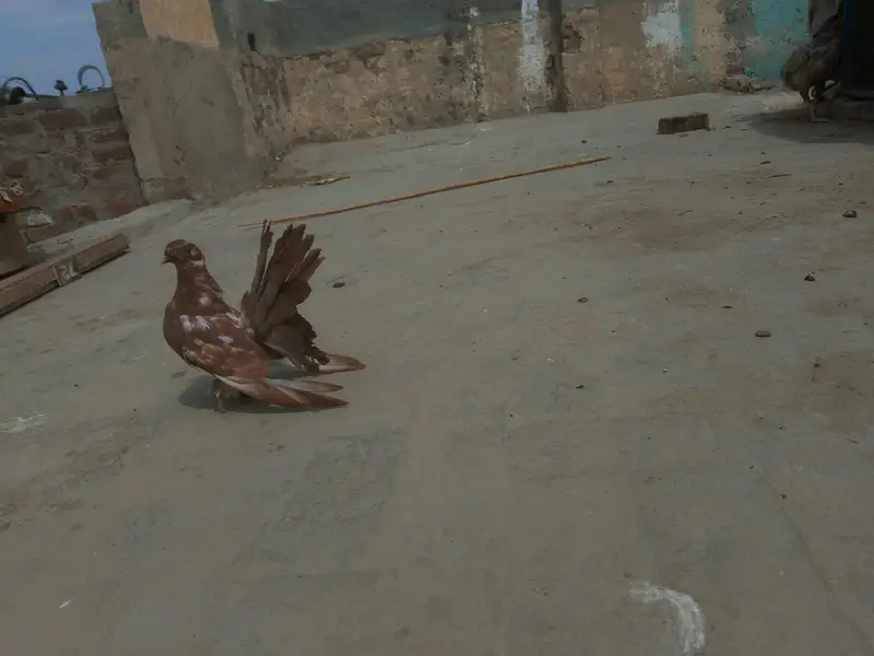 American red fantail pigeon — photo 3