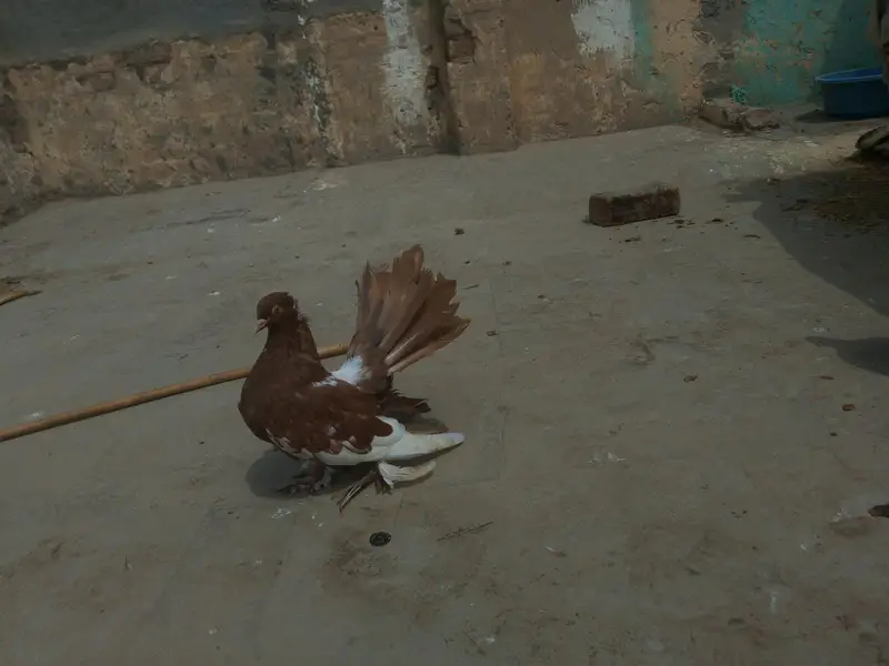 American red fantail pigeon — photo 5