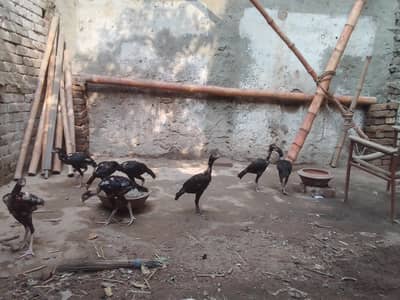 Aseel Chicks Pathy pathiyan