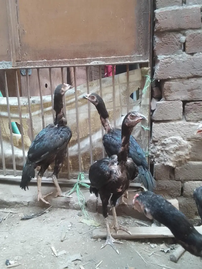 Aseel Chicks Pathy pathiyan — photo 2