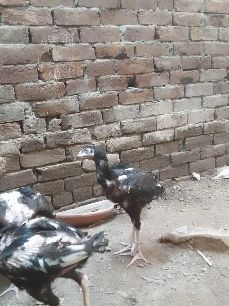 Aseel Chicks Pathy pathiyan — photo 4