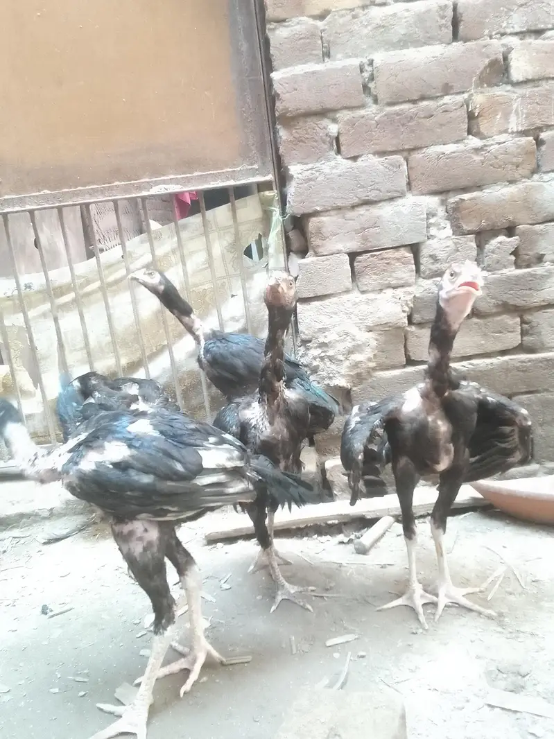 Aseel Chicks Pathy pathiyan — photo 5