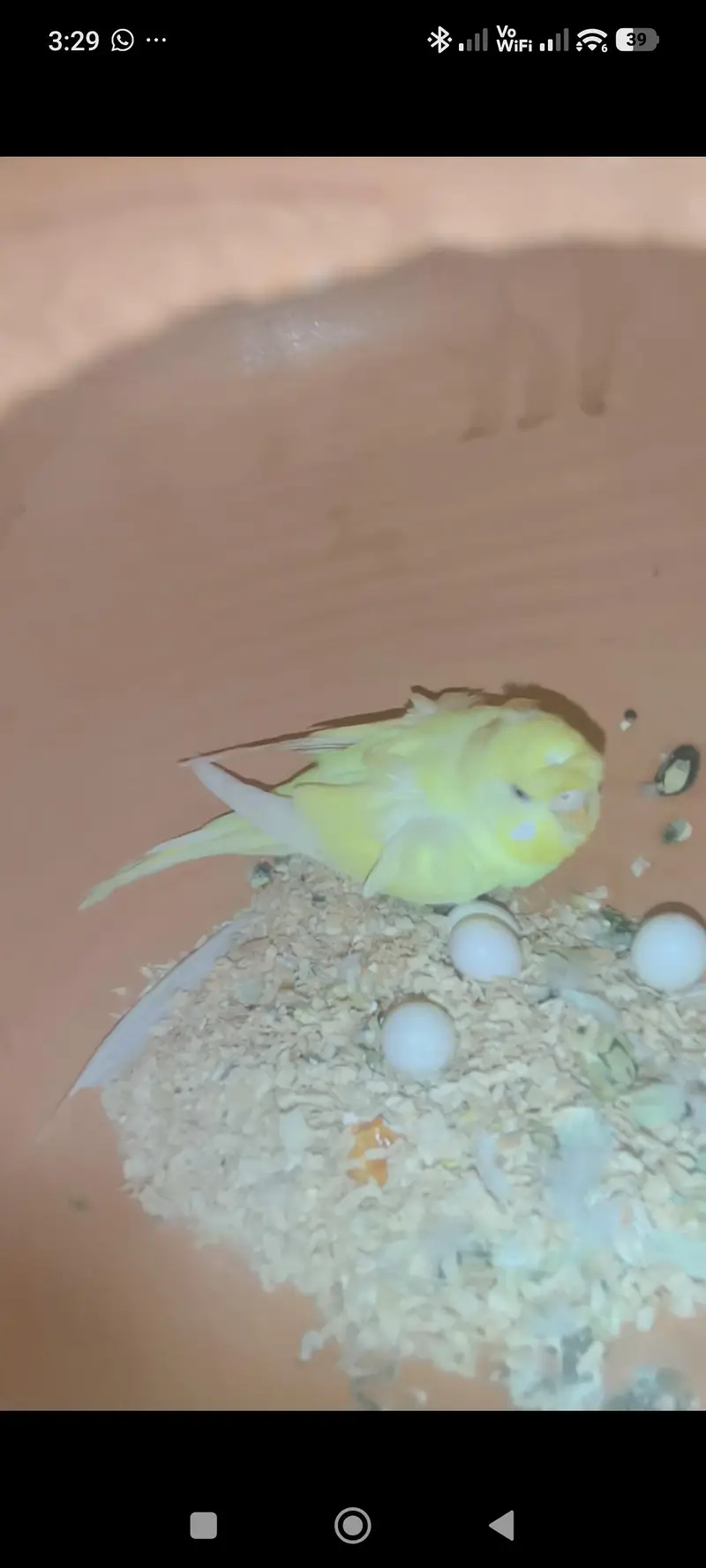 hogoromo fellow breeder female — photo 2
