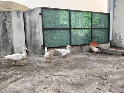 Muscovy duck only 2000 each