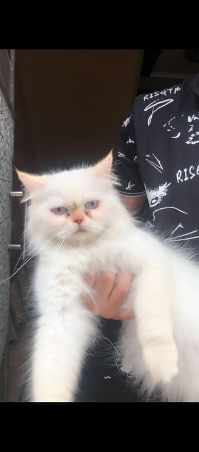 Persian female cat