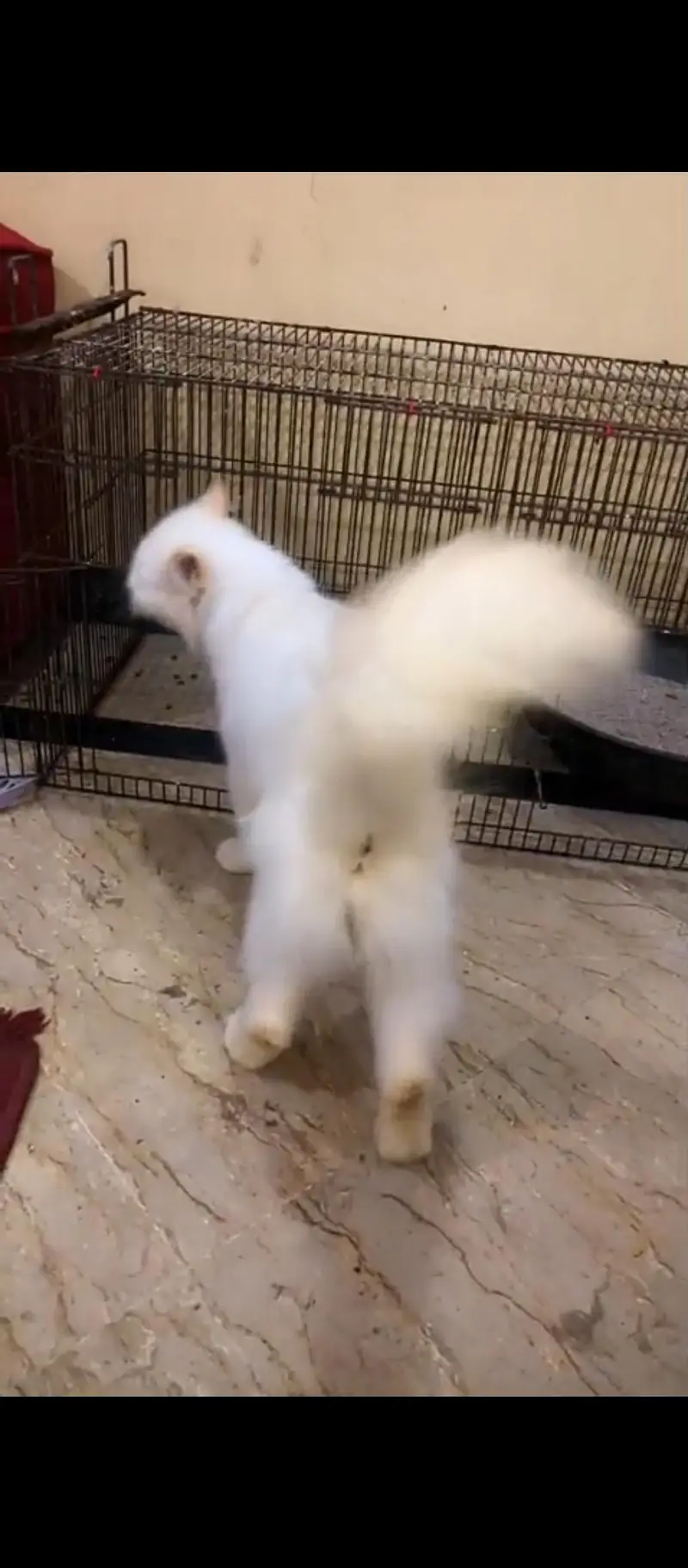Persian female cat — photo 2