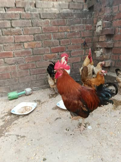 2 cooks and 2 hens