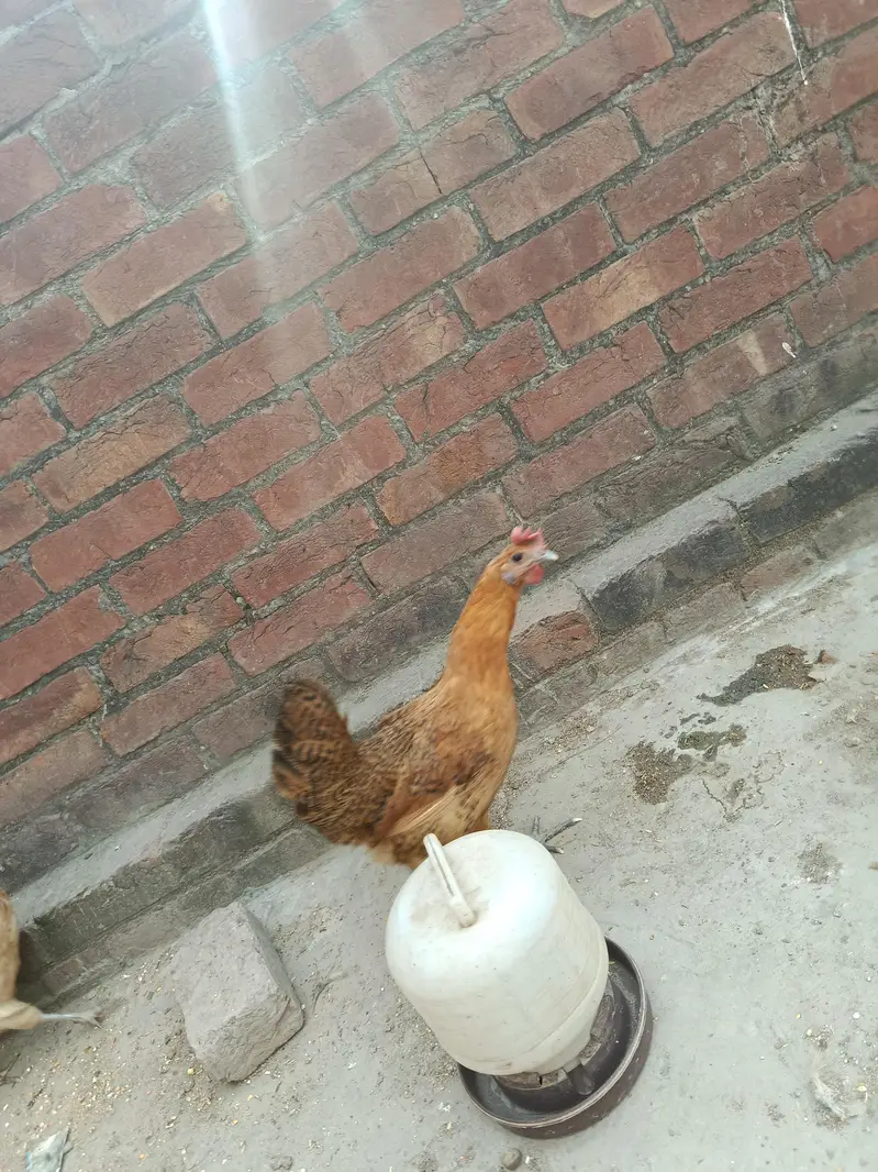 2 cooks and 2 hens — photo 2