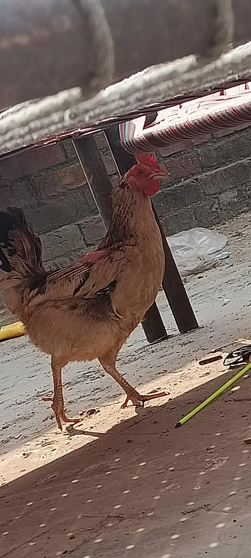 2 cooks and 2 hens — photo 3