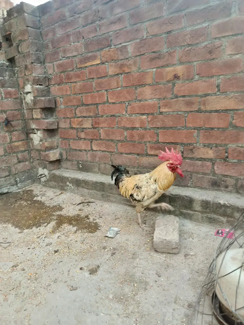 2 cooks and 2 hens — photo 4