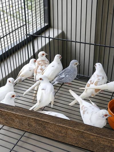 Doves pied