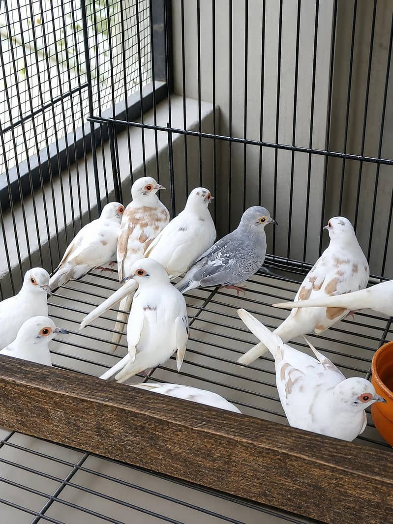 Doves pied 0