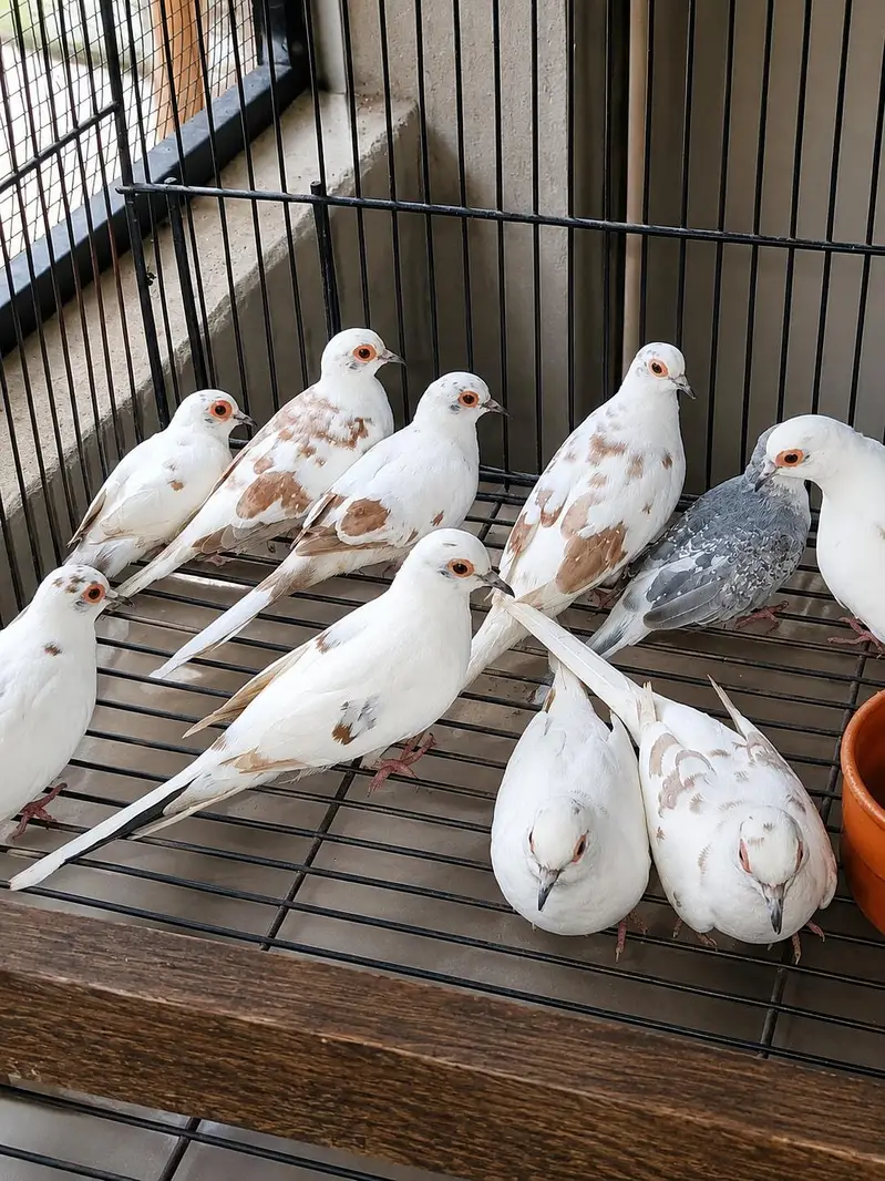 Doves pied — photo 2