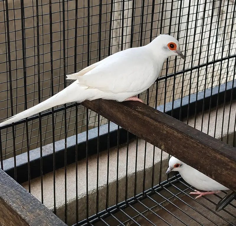 Doves pied — photo 3