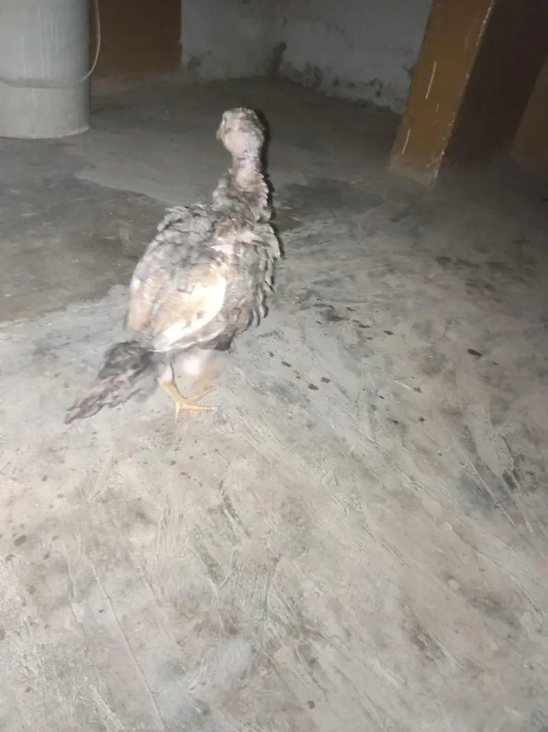 aseel for sale — photo 4
