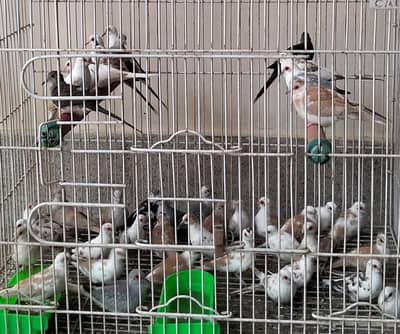 RED & BLUE PIED DOVE