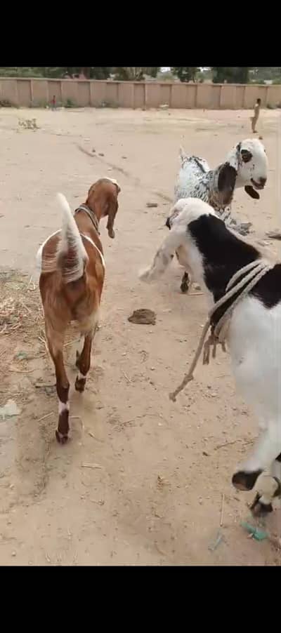 goats for sale