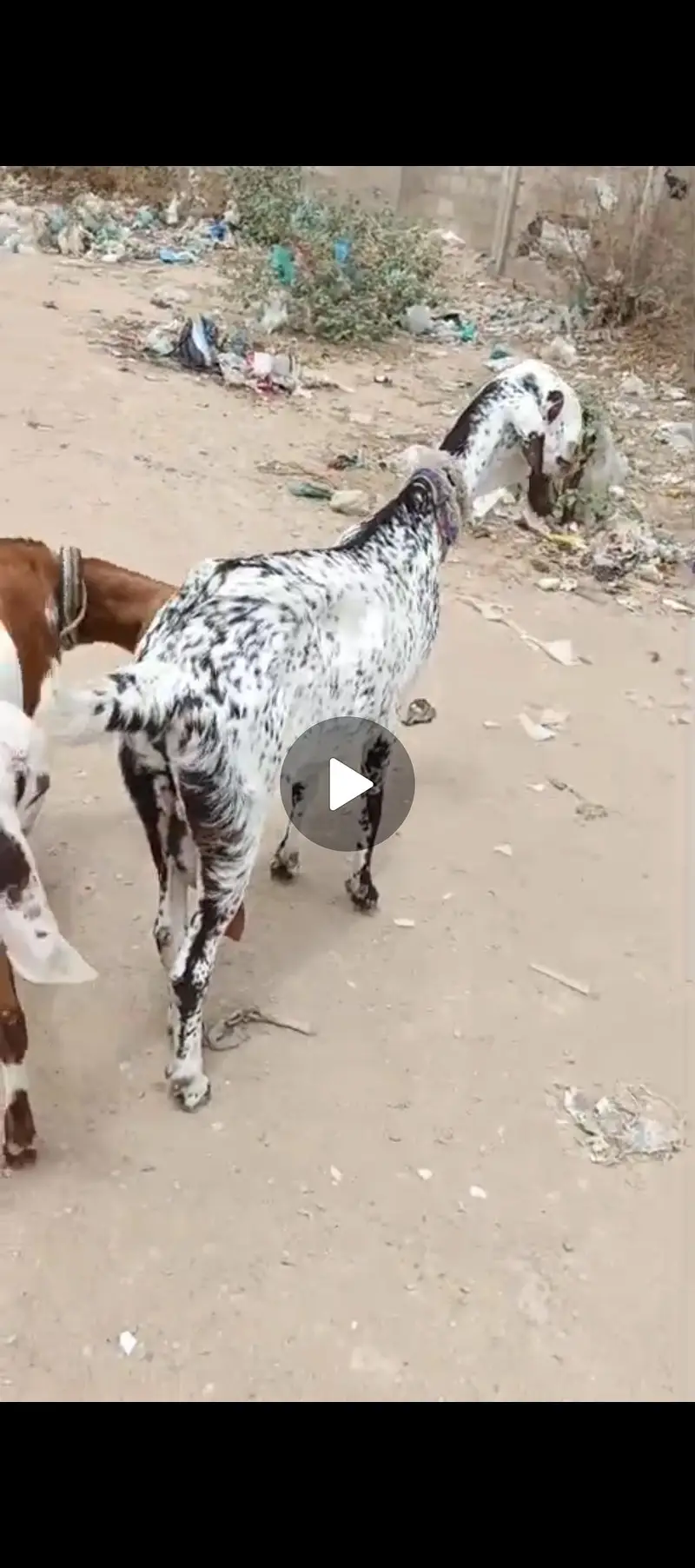 goats for sale — photo 2