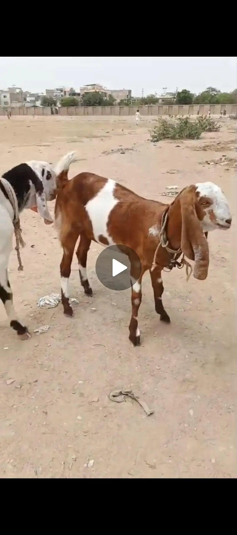 goats for sale — photo 3