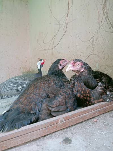 Aseel Kurak Murgi, Broody hens .