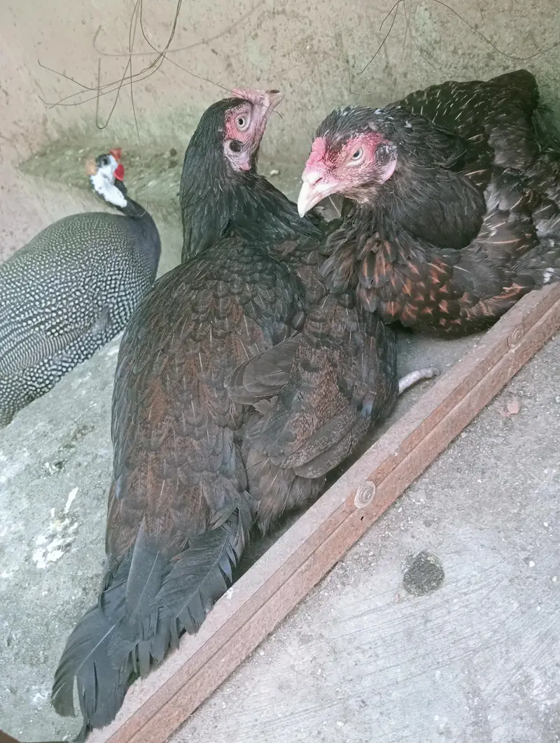 Aseel Kurak Murgi, Broody hens . — photo 2