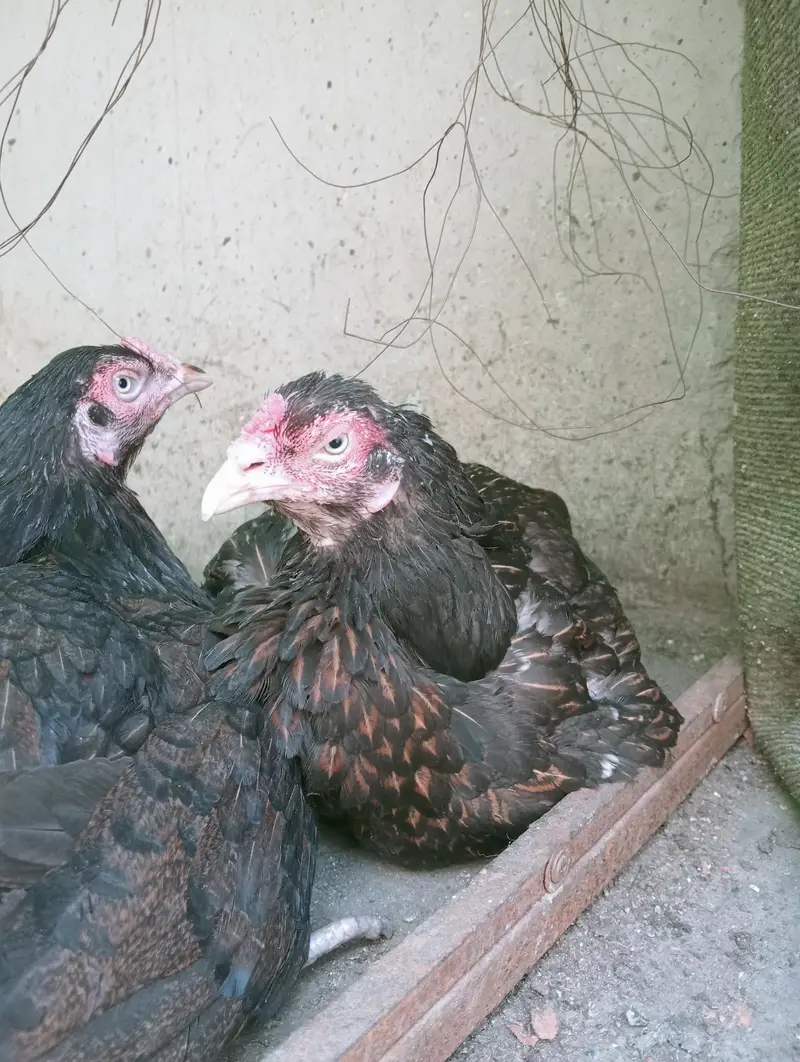 Aseel Kurak Murgi, Broody hens . — photo 3