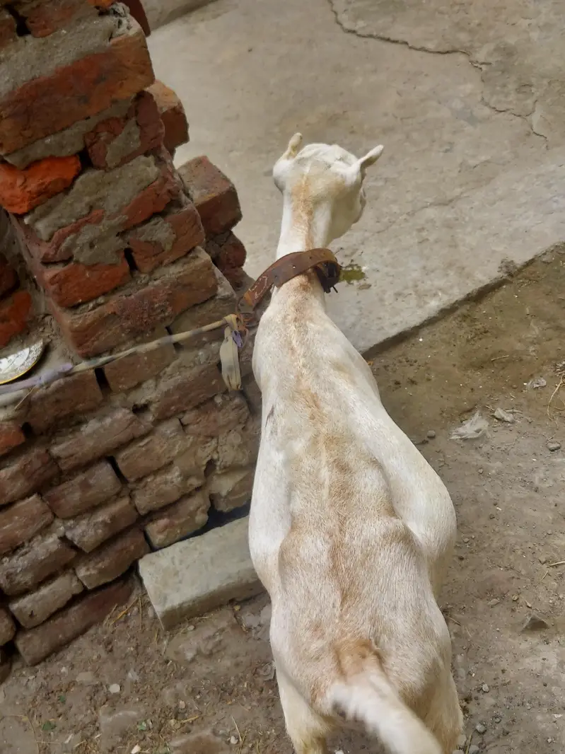 teddy bakari 2 munth pregnant ha — photo 2
