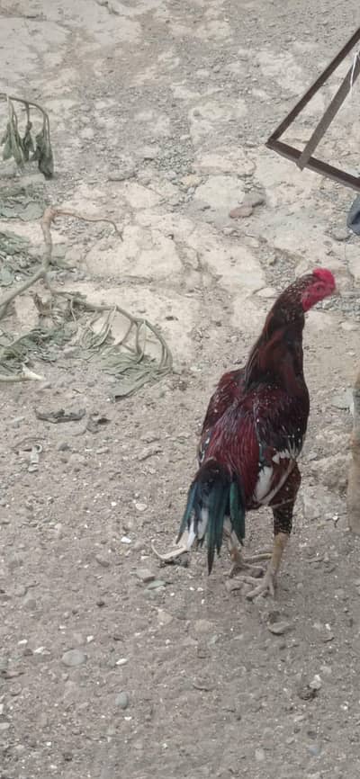 Aseel murga mainwali breed new