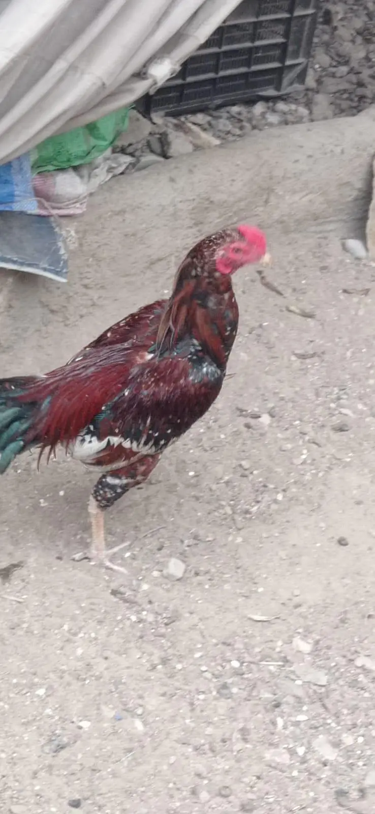 Aseel murga mainwali breed new — photo 2