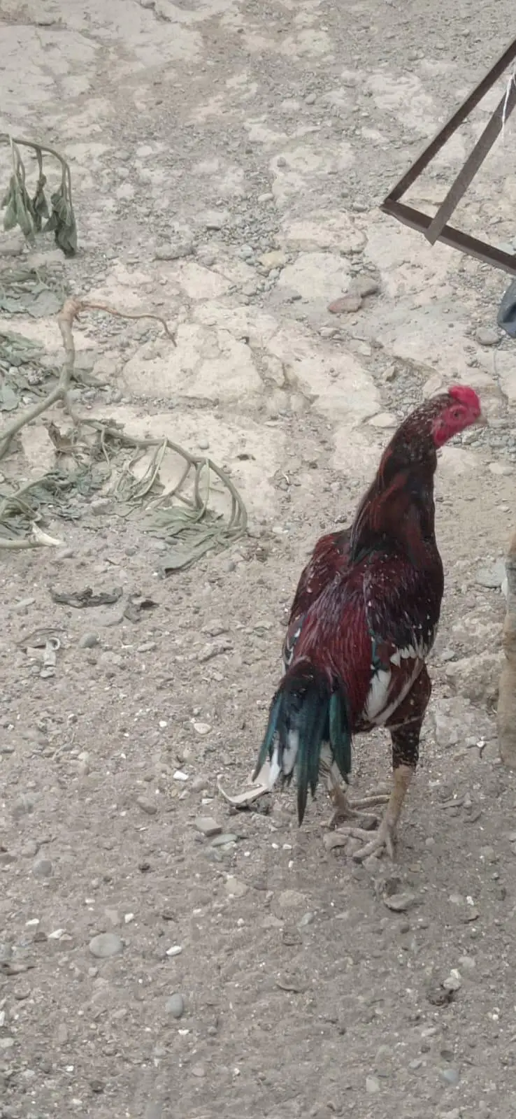 Aseel murga mainwali breed new — photo 3