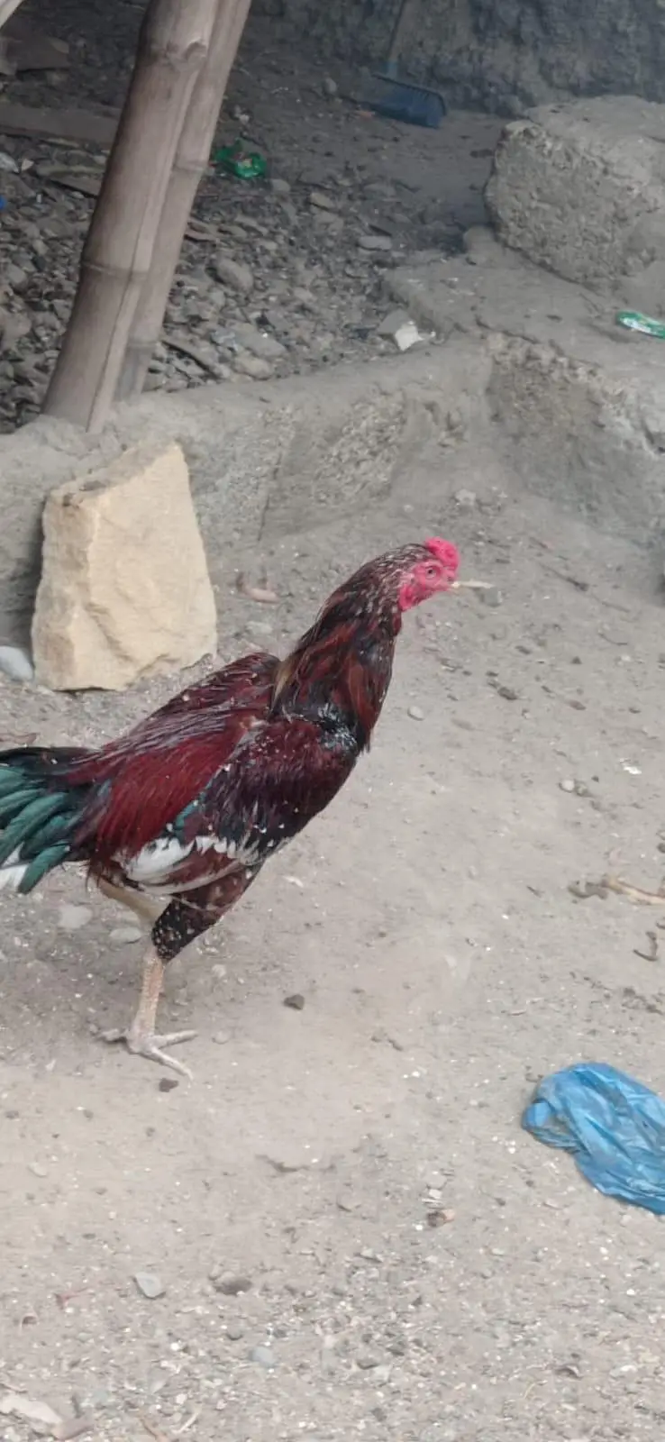 Aseel murga mainwali breed new — photo 4