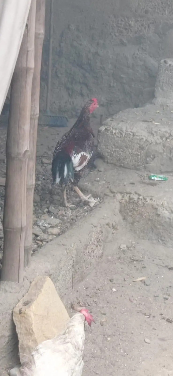 Aseel murga mainwali breed new — photo 5