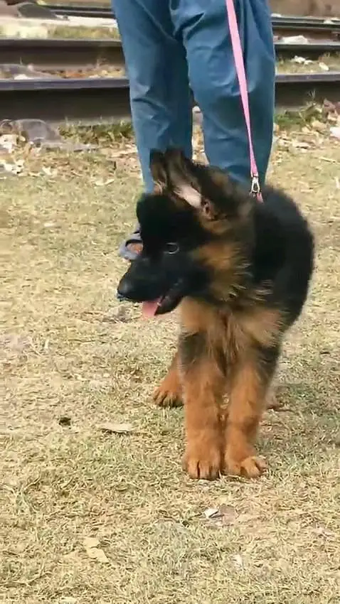 German shepherd puppie WhatsApp contact o344/17/52/88/two — photo 3