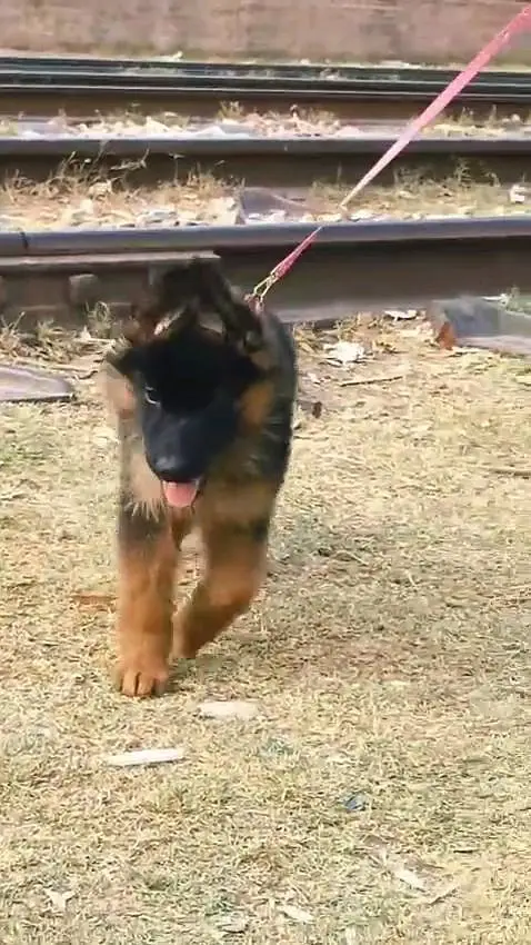 German shepherd puppie WhatsApp contact o344/17/52/88/two — photo 4