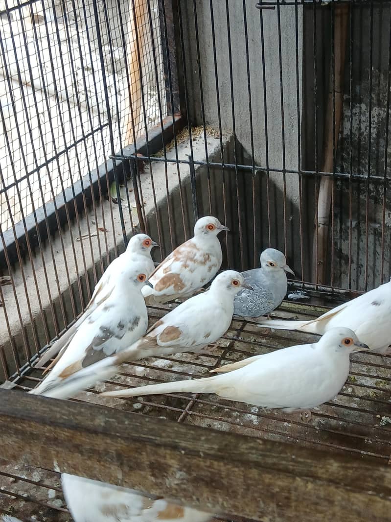 Doves pied 3