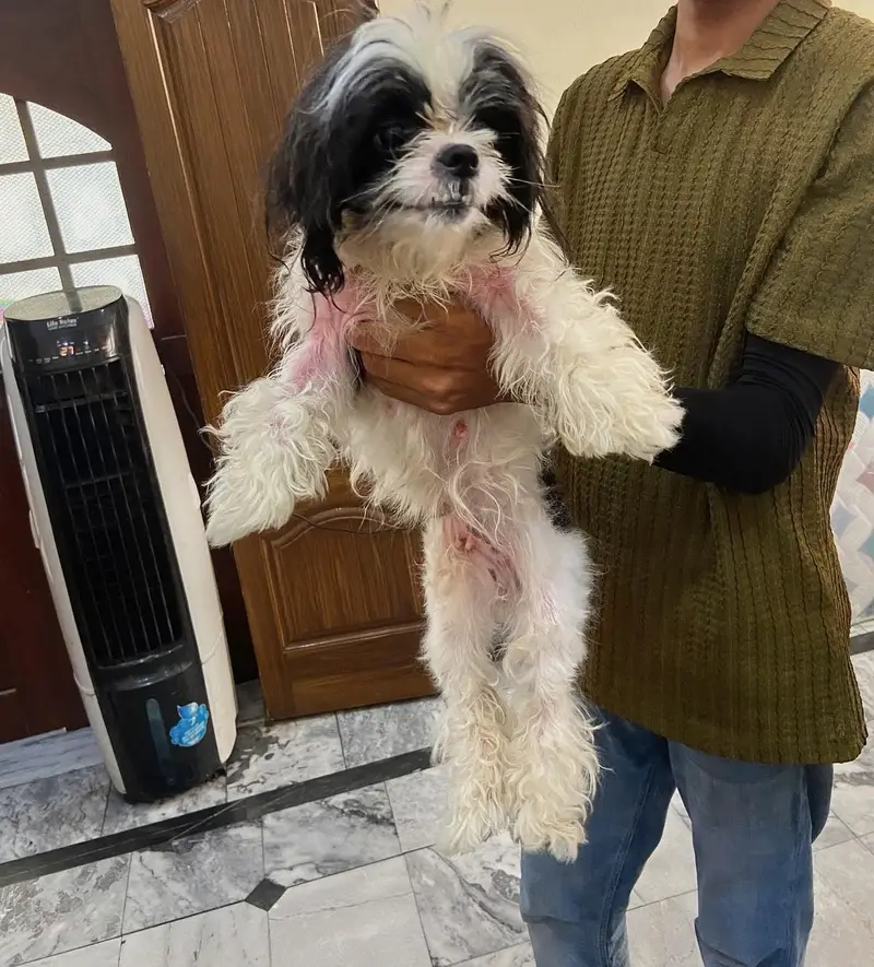Imported Shihtzu Punch face Quality Pair — photo 4