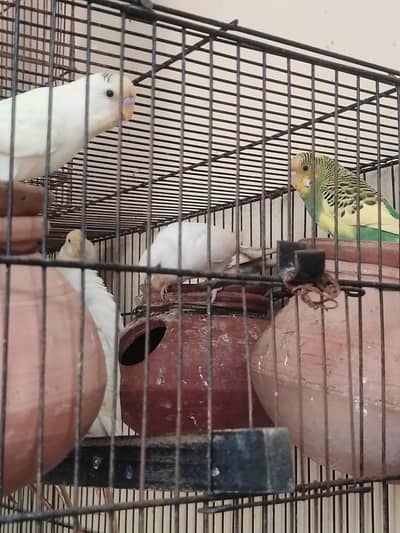  Beautiful Budgerigar (Budgies) for Sale | Healthy & Active Birds