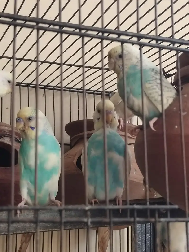  Beautiful Budgerigar (Budgies) for Sale | Healthy & Active Birds — photo 2