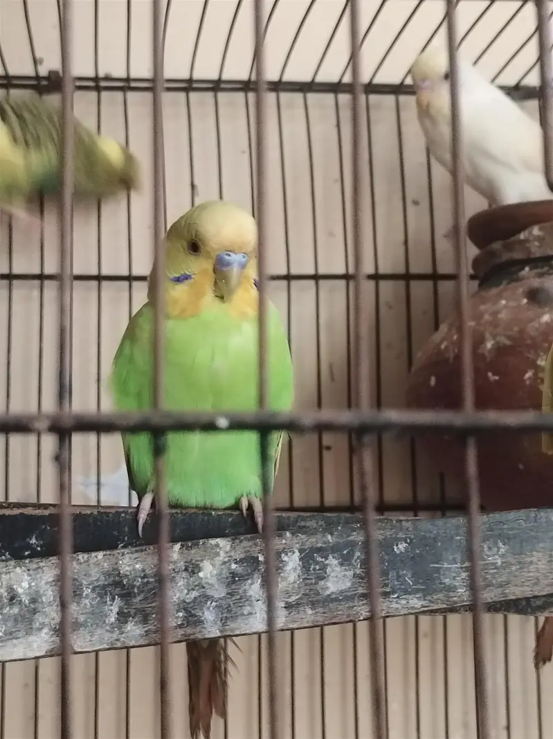 Beautiful Budgerigar (Budgies) for Sale | Healthy & Active Birds — photo 3