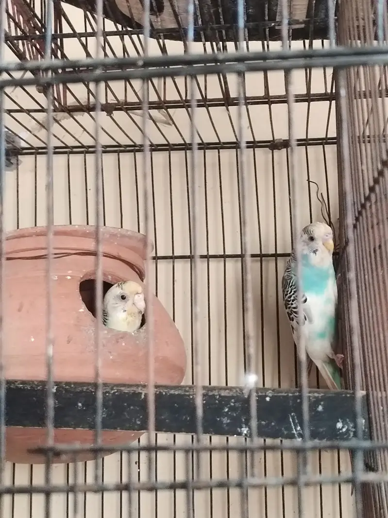  Beautiful Budgerigar (Budgies) for Sale | Healthy & Active Birds — photo 4