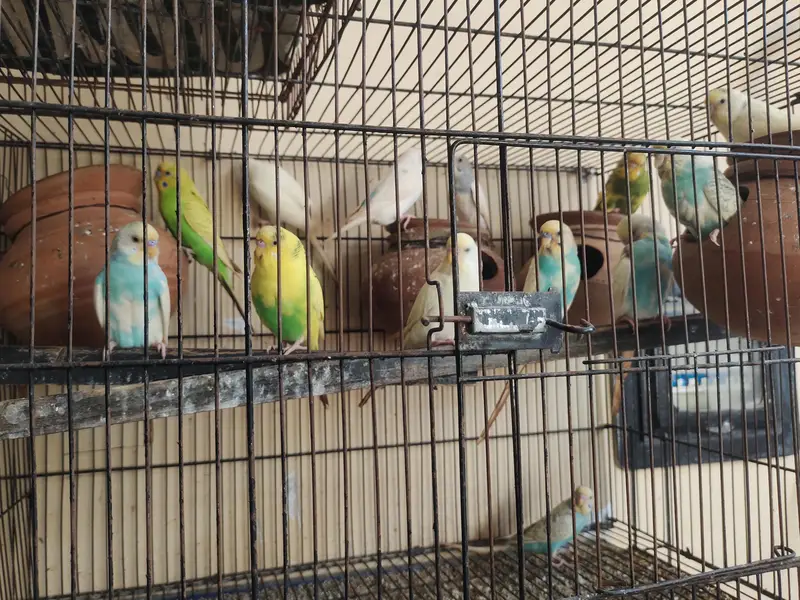  Beautiful Budgerigar (Budgies) for Sale | Healthy & Active Birds — photo 5