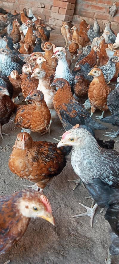 chiks for selling