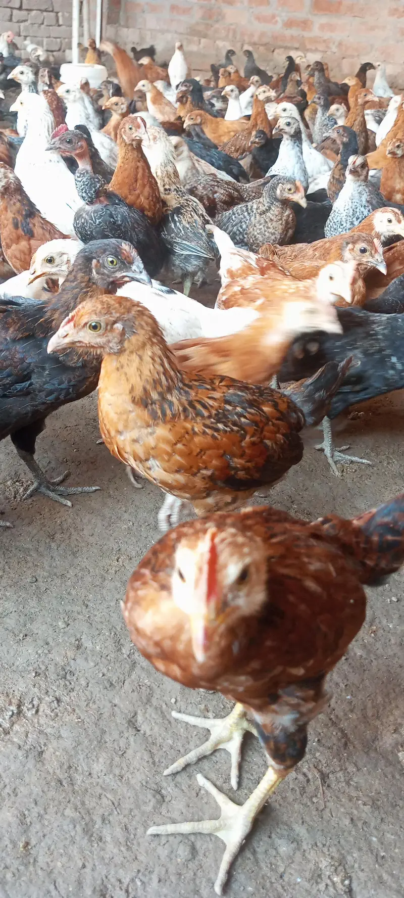 chiks for selling — photo 2