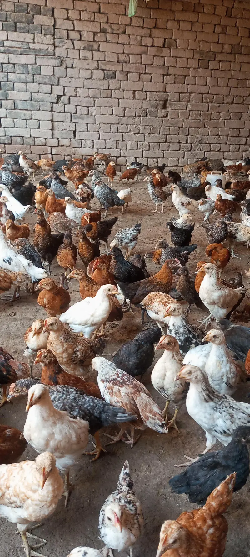 chiks for selling — photo 3