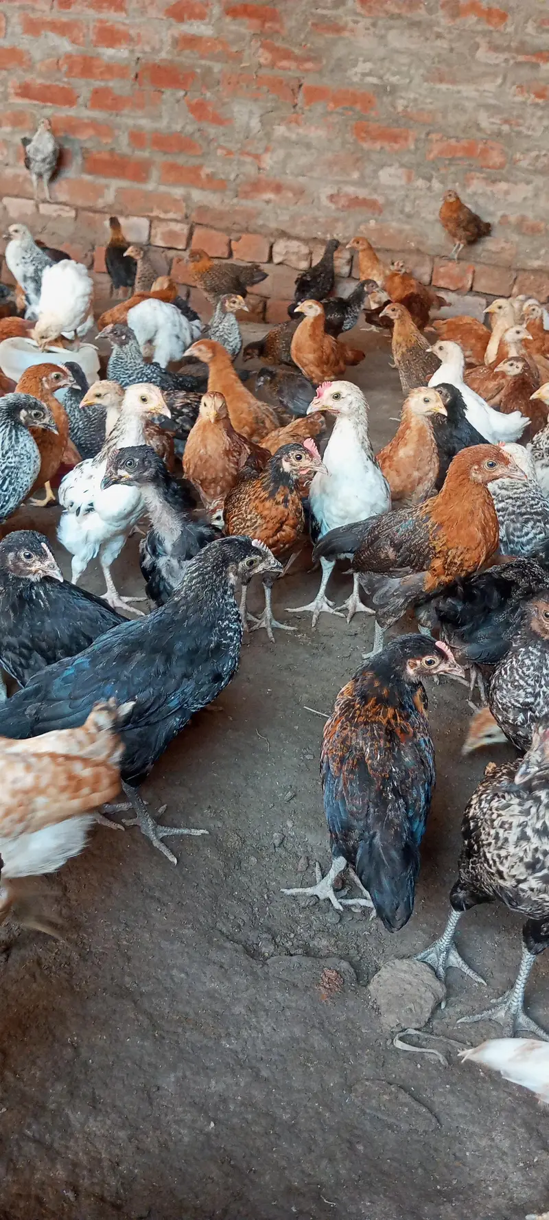 chiks for selling — photo 4